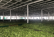 kurti estate covered garden