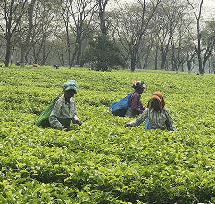 kurti estate harvesters